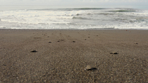Olive ridley sea turtle (Lepidochelys olivacea) hatchlings moving towards the ocean, Osa Peninsula, Costa Rica. November.