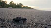 Tracking shot of an Olive ridley sea turtle (Lepidochelys olivacea) hatchling moving towards the ocean during sunrise, Osa Peninsula, Costa Rica. November.