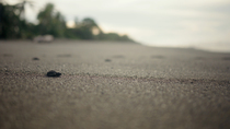 Tracking shot of an Olive ridley sea turtle (Lepidochelys olivacea) hatchling moving towards the ocean during sunrise. In the background, other hatchlings are doing the same. Osa Peninsula, Costa Rica...