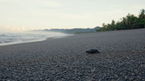 Tracking shot of an Olive ridley sea turtle (Lepidochelys olivacea) hatchling moving towards the ocean, Osa Peninsula, Costa Rica. November.
