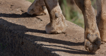 Close up of a female African lion's (Panthera leo) paws as she walks away from the camera along a concrete wall, Kenya.