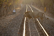 Asiatic lion (Panthera leo persica) crossing railway track at sunrise, Gir National Park, Gujarat, India. Endangered.