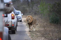 Lion (Panthera leo) male, walking along roadside with a queue of cars stopping to watch, Kruger National Park, South Africa.
