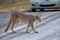 Puma (Puma concolor) crossing a road with a car in background, Torres del Paine National Park, Chile.