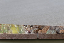Bobcat (Lynx rufus) male, peering under fence in garden, near Tucson, Arizona, USA. July.