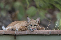 Bobcat (Lynx rufus) male, resting on patio wall in garden, near Tucson, Arizona, USA. July.