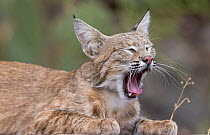 Bobcat (Lynx rufus) male, resting on patio wall in garden, yawning, near Tucson, Arizona, USA. July.