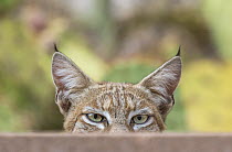 Bobcat (Lynx rufus) male, peering over fence in garden, near Tucson, Arizona, USA. July.