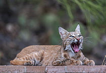 Bobcat (Lynx rufus) male, resting on patio wall in garden, yawning, near Tucson, Arizona, USA. July.