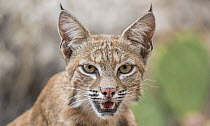 Bobcat (Lynx rufus) male, head portrait, Near Tucson, Arizona, USA. July.
