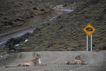 Pumas (Puma concolor) resting in the middle of a road, Torres del Paine, Patagonia, Chile.