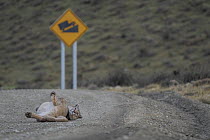 Puma (Puma concolor) resting in the middle of a road, Torres del Paine, Patagonia, Chile,