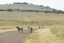 Group of Cheetahs (Acinonyx jubatus) standing on road, Rietvlei Nature Rerserve, Pretoria, South Africa.
