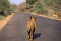 Lion (Panthera leo) male, walking along road, South Africa. Captive.