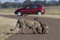 Two Cheetahs (Acinonyx jubatus) standing on road sniffing the ground with car in background, Rietvlei Nature Reserve, Pretoria, South Africa.