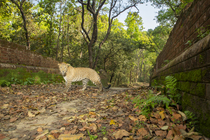 Indian leopard (Panthera pardus fusca) walking across a bridge over the Sharda canal system, one of the biggest and oldest irrigation systems of Uttar Pradesh. Pilibhit Tiger reserve, Terai region, In...