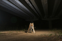 Bengal tiger (Panthera tigris) using the underpass of National Highway NH-44, the longest national highway in India, seen here passing through Pench Tiger Reserve, Madhya Pradesh, India. Contact us to...