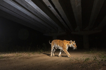 Bengal tiger (Panthera tigris) using the underpass of National Highway NH-44, the longest national highway in India, seen here passing through Pench Tiger Reserve, Madhya Pradesh, India. Contact us to...