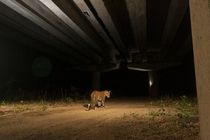 Indian leopard (Panthera pardus fusca) using the underpass of National Highway NH-44, the longest national highway in India, seen here passing through Pench Tiger Reserve, Madhya Pradesh, India. Conta...