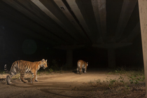 Bengal tigers (Panthera tigris), cub folllowing mother using the underpass of National Highway NH-44, the longest national highway in India, seen here passing through Pench Tiger Reserve, Madhya Prade...
