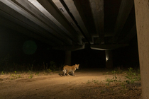Indian leopard (Panthera pardus fusca) using the underpass of National Highway NH-44, the longest national highway in India, seen here passing through Pench Tiger Reserve, Madhya Pradesh, India.Contac...