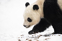 Giant panda (Ailuropoda melanoleuca) female in the wild, walking over snow, Giant Panda National Park, Sichuan, China. March, 2024.