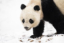Giant panda (Ailuropoda melanoleuca) female in the wild, walking over snow, Giant Panda National Park, Sichuan, China. March, 2024.