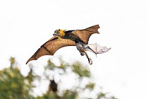 Grey-headed flying-fox (Pteropus poliocephalus) female, in flight carrying pup, aged 4-5 weeks. The mother has lost hold of the pup which is just gripping on with its feet, Myuna Wetlands, Doveton, Vi...