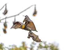 Grey-headed flying-fox (Pteropus poliocephalus) female, in flight carrying pup, aged 4-5 weeks. The mother has lost hold of the pup which is just gripping on with its feet, Myuna Wetlands, Doveton, Vi...