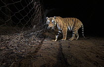 Tiger (Panthera tigris) male, stopping to sniff the trail before crossing a wire fence separating core area to buffer area, Bandhavgarh Tiger Reserve, Madhya Pradesh, India. Endangered. Camera trap.