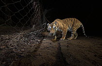 Tiger (Panthera tigris) male, stopping to sniff the trail before crossing a wire fence separating core area to buffer area, Bandhavgarh Tiger Reserve, Madhya Pradesh, India. Endangered. Camera trap.