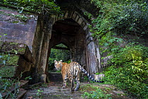 Tiger (Panthera tigris) female, walking through entrance gate of ruins of Bandhavgarh Fort, Bandhavgarh Tiger Reserve, India Madhya Pradesh, India. Endangered. Camera trap.