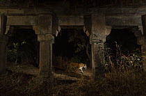 Tiger (Panthera tigris) female, walking past stone carved pillars of Bandhavgarh Fort ruins at night, Bandhavgarh Tiger Reserve, Madhya Pradesh, India. Endangered. Camera trap.
