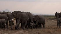African elephant (Loxodonta africana) herd, containing adults and calves, walking together across savannah, Amboseli National Park, Kenya, Africa. September.