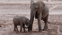 African bush elephant (Loxodonta africana) mother and calf drinking and playing at small waterhole. The juvenile goes head-to-head with the adult, nudging and pushing against the its trunk. Then the a...