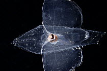 Sea butterfly (Cymbulia peronii) portrait, a pelagic sea snail which instead of an external calcareous shell, it has a pseudoconch made of conchioline, a cartilaginous tissue. They have also lost thei...