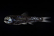 Dumeril's lanternfish (Diaphus dumerilii) portrait, showing bioluminescence, observed during RV Sonne, Cruise SO285, in the South Atlantic's Benguela upwelling region off the coast of South...
