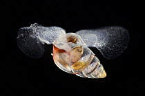 Sea butterfly (Limacina bulimoides) portrait, a swimming predatory sea snail, characterized by their wing-like parapodia allowing them to move through water like butterflies in the air. Observed durin...