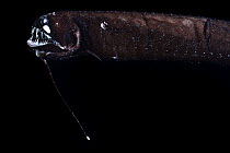 Barbeled dragonfish (Melanostomias tentaculatus) portrait, showing barbel and bioluminescence, Inhabiting depths of 30-950m. Observed during RV Sonne, Cruise SO285, in the Atlantic, Benguela upwelling...