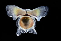 Sea butterfly (Diacavolinia limbata) portrait. These creatures flutter through the water with their foot divided into two paddles. By storing carbon in their calcareous shells, they help the ocean abs...