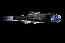 Warming's lanternfish (Ceratoscopelus warmingii) portrait, showing bioluminescence. It occupies depths of 700 to 1,500m during the day and rises to 20 to 200m at night. Observed during RV Sonne,...