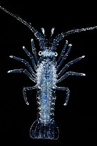Spiny lobster (Panulirus sp.) pueruli larva stage, portrait. This stage marks the transformation of the pelagic swimming phyllosoma into a puerulus, signaling a shift from a pelagic to a benthic lifec...