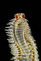 Pelagic polychaete (Alciopa reynaudii) portrait. These pelagic worms are known for their fragile, thin, transparent bodies and large, complex spherical eyes with an internal lens. Observed during RV S...