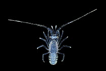 Spiny lobster (Panulirus sp.) pueruli larva stage, portrait. This stage marks the transformation of the pelagic swimming phyllosoma into a puerulus, signaling a shift from a pelagic to a benthic lifec...