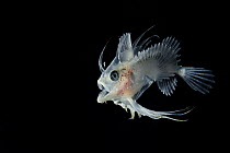 Goosefish (Lophius sp.) larval stage, laterally flattened with elongated dorsal and pectoral fin rays. Common in the Atlantic's ichthyoplankton community, their transition from larval to juvenile...