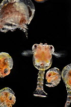 Group of Brachyuran crabs, zoea larvae stage, portrait, observed during RV Sonne, Cruise SO285, in the South Atlantic, specifically in the Benguela upwelling region off the coast of South Africa and N...