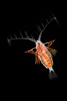 Planktonic copepod (Euchirella sp.) portrait. These copepods are known for their characteristic body structure with long, sideways-directed antennae and are vital in the marine food chain, linking phy...