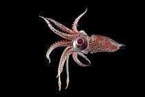 Cock-eyed squid (Histioteuthis bonnellii) portrait. This squid has different sized eyes, the right eye is normal-sized; whereas the left eye is at least twice the diameter of the right eye and bulges...