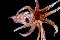 Cock-eyed squid (Histioteuthis bonnellii) portrait. This squid has different sized eyes, the right eye is normal-sized; whereas the left eye is at least twice the diameter of the right eye and bulges...