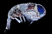 Amphipod (Hyperiidea) portrait. Ranging from 2 to 35 mm in size, characterized by their large eyes, often dominating the head, and their spherical-like shape. Observed during RV Sonne, Cruise SO285, i...